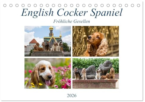 English Cocker Spaniel - Fröhliche Gesellen (Tischkalender 2026 DIN A5 quer), CALVENDO Monatskalender: Immer lächelnde English Cocker Spaniel (CALVENDO Tiere)