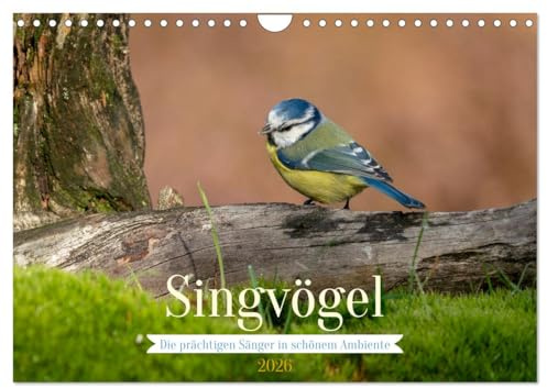 SINGVÖGEL - Die prächtigen Sänger in schönem Ambiente (Wandkalender 2026 DIN A4 quer), CALVENDO Monatskalender: Besonders schöne Aufnahmen unserer Sperlingsvögel. (CALVENDO Tiere)