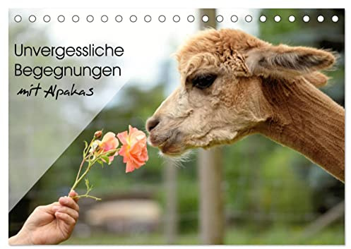 Unvergessliche Begegnungen mit Alpakas (Tischkalender 2026 DIN A5 quer), CALVENDO Monatskalender: Unvergessliche Begegnungen für die Alpakas - und für Sie. (CALVENDO Tiere)