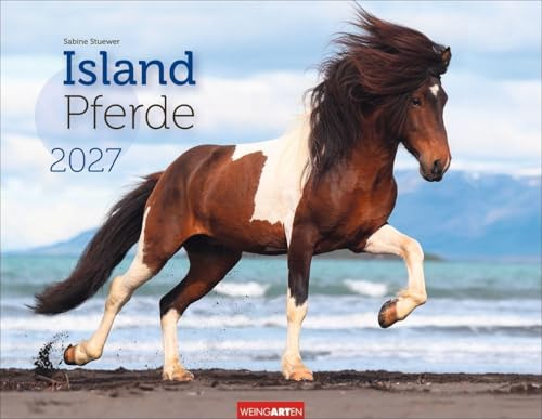Islandpferde Kalender 2027: Fotokalender mit Porträts der charaktervollen Pferderasse. Großer Wandkalender von Sabine Stuewer. 44 x 34 cm Querformat