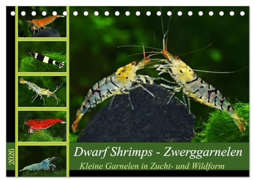 Dwarf Shrimps - Zwerggarnelen (Tischkalender 2026 DIN A5 quer), CALVENDO Monatskalender: Kleine Garnelen in Zucht- und Wildform (CALVENDO Tiere)