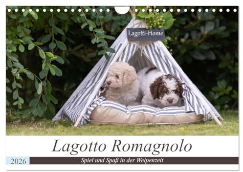Lagotto Romagnolo - Spiel und Spaß in der Welpenzeit (Wandkalender 2026 DIN A4 quer), CALVENDO Monatskalender: Wunderschöne Einblicke in die Welpenstube der Lagotti. (CALVENDO Tiere)