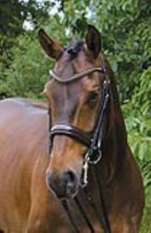 Hans Melzer Horse Equipment Kandare Krusemark, schwarz/messing, Vollblut