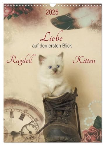Liebe auf den ersten Blick Ragdoll Kitten (Wandkalender 2025 DIN A3 hoch), CALVENDO Monatskalender