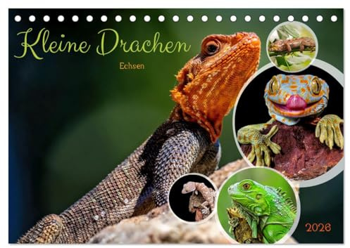 Kleine Drachen - Echsen (Tischkalender 2026 DIN A5 quer), CALVENDO Monatskalender: Eine Welt voller Magie (CALVENDO Tiere)