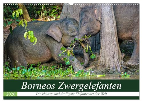 Borneos Zwergelefanten (Wandkalender 2026 DIN A2 quer), CALVENDO Monatskalender: Das spannende Leben der Zwergelefanten am Kinabatangan Fluss in Borneo (CALVENDO Tiere)