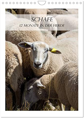 Schafe - 12 Monate in der Herde (Wandkalender 2026 DIN A4 hoch), CALVENDO Monatskalender: Tauchen Sie ein in die Welt der Schafe! (CALVENDO Tiere)