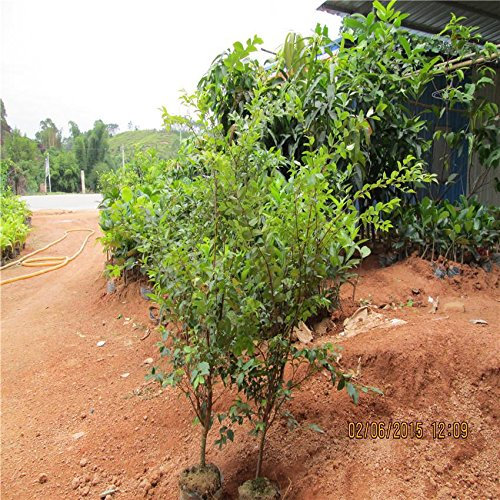 Semi 30pcs frutta brasiliano Uva Albero semi Jabuticaba Cresce Frutta sul suo tronco decorazione del giardino delle piante