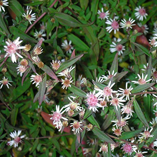 Blumixx Stauden Aster lateriflorus var. horizontalis 'Lady in Black' - Waagerechte Aster im 0,5 Liter Topf hellrosa-violett blühend