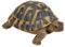 Vivid Arts XRL-HERM-B Hermann Tortoise Resin Ornament