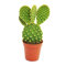 Opuntia microdasys - Pera espinosa amarilla - Cactus - en maceta de 8,5 cm