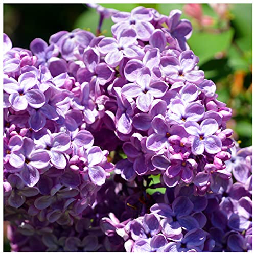 Syringa Vulgaris/Common Lilac Tree in 1L Pot, Fragant Purple Flowers 3fatpigs®