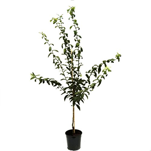 Nottingham veredelte Mispel Mispelbaum Mespilus germanica 110-140 cm Pflanze im 9,5 Liter Topf