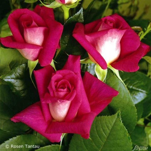 Edelrose Acapella in Rot & Weiß - Duftrose winterhart - Rose stark duftend - Zweifarbige Pflanze im 5 Liter Container von Garten Schlüter - Pflanzen in Top Qualität