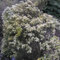 1 X PIERIS 'Little Heath' Compact Evergreen Shrub Hardy Garden Plant in Pot