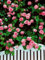 (Blue Rose * Ambizu *) 100 Samen/Pack, Seltene Rosa Climbing-Rosen-Samen, sehr schön Zier Klettern Blumen