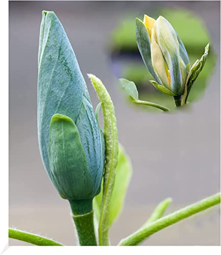 BALDUR Garten 1x Magnolie 'Blue Opal', Pflanze im 3 Liter-Topf | Magnolia acuminata, Magnolia, winterhart, mehrjährig, Tulpenmagnolie, Magnolienbaum, blühend, Zierstrauch-Rarität
