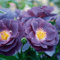 Rose Rhapsody in Blue Strauchrose mit Blüten-Farbe blauviolett - Winterharte Blume mit mittelstarkem Duft - Blütezeit von Juni bis September von Garten Schlüter - Pflanzen in Top Qualität