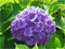 Hortensie, Lila Hydrangea Samen - Treasuresbylee - 50