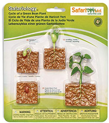 Safari 662416 Ltd. Life Cycle of A Green Bean Plant