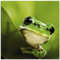 ARTland Wanddeko Glasbilder Wandbild Glas Bild einteilig Quadratisch Natur Tiere Frosch Gesicht Laubfrosch Porträt Grün T5VH