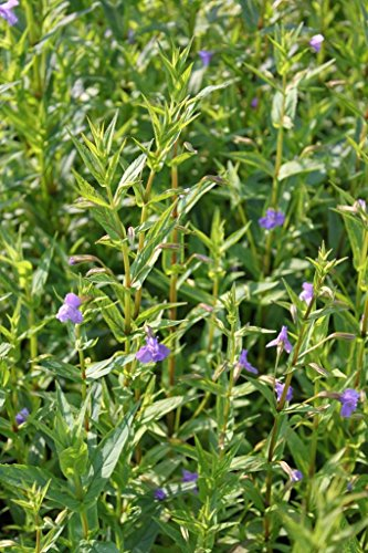 4er-Set im Gratis-Pflanzkorb - Mimulus ringens - Gauklerblume, violett - Wasserpflanzen Wolff