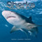 Kalender 2012 Hai - Haie - Shark - Sharks