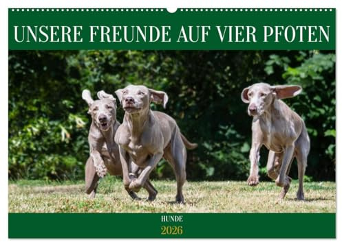 Unsere Freunde auf vier Pfoten - Hunde (Wandkalender 2026 DIN A2 quer), CALVENDO Monatskalender: 13 traumhafte Fotos von kleinen und großen Rassehunden begleiten Sie durch das Jahr (CALVENDO Tiere)