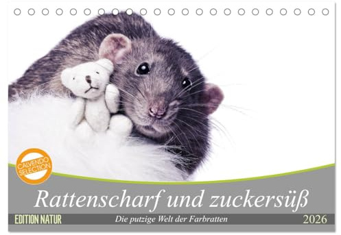 Rattenscharf und zuckersüß (Tischkalender 2026 DIN A5 quer), CALVENDO Monatskalender: Die zwölf tierischen Motive der süßen und intelligenten ... ganze Jahr Freude bereiten. (CALVENDO Tiere)