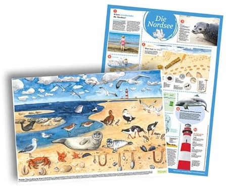 XXL-Erklärplakat „Nordsee“: Lebensraum Nordsee