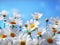 wandmotiv24 Fototapete weisse Blumen Größe: 350 x 260 cm Wandbild, Motivtapete, Vliestapete KTk52
