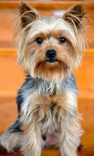 LWOHDKHK Diamant Painting Kinder 5D Diamond Painting Kits, Yorkshire Terrier niedlicher Hund DIY Malen Nach Zahlen Erwachsene Diamant Malerei Geburtstagsgeschenke