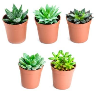 Verdecora Pack de Cactus o Crasas | Cactus y suculentas Planta natural viva de interior en maceta de Ø5cm | Plantas pequeñas y fáciles de cuidar | Envío de surtido variado (5 Crasas/Suculentas)