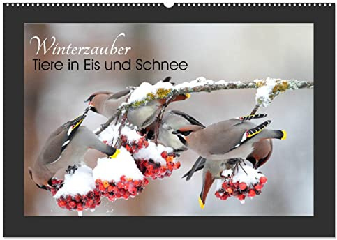 Winterzauber - Tiere in Eis und Schnee (Wandkalender 2026 DIN A2 quer), CALVENDO Monatskalender: Impressionen der vierten Jahreszeit aus der heimischen Fauna für Winterfans. (CALVENDO Orte)