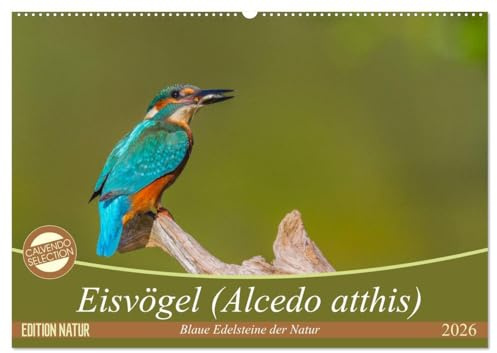 Eisvögel (Alcedo atthis) - Edelsteine der Natur (Wandkalender 2026 DIN A2 quer), CALVENDO Monatskalender: Eisvögel - die kleinen bunten Gesellen in unserer Heimat (CALVENDO Tiere)