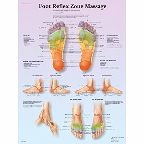 3B Scientific Menschliche Anatomie, Lehrtafel für Fußreflexzonenmassage, Papierversion