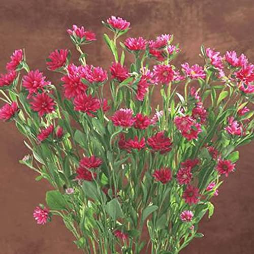 Saterkali Semillas de lavanda roja, 50 piezas/bolsa Semillas de lavanda roja Plántulas de flores bien adaptadas perennes productivas prolíficas para balcón semillas de lavanda