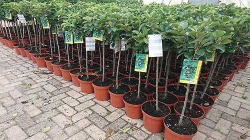 Terrassenobst Zwergobst 40 cm Stammhöhe - kompakte Obstbäume, ideal für Terrassen und Balkone, pflegeleicht, ertragreich