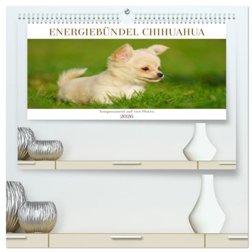 Enegiebündel Chihuahua - Temperament auf vier Pfoten (hochwertiger Premium Wandkalender 2026 DIN A2 quer), Kunstdruck in Hochglanz: Die kleinste ... auf 13 faszinierenden Fotos (CALVENDO Tiere)