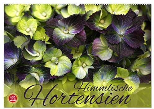 Himmlische Hortensien (Wandkalender 2026 DIN A2 quer), CALVENDO Monatskalender: 12 wunderbare Hortensien Portraits (CALVENDO Natur)