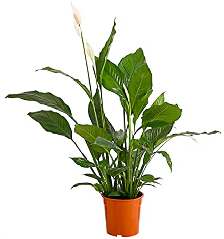 Dehner Einblatt Sebastian, Spathiphyllum wallisii, creme-farbene Blüten, 110-120 cm, Ø Topf 24 cm, Zimmerpflanze