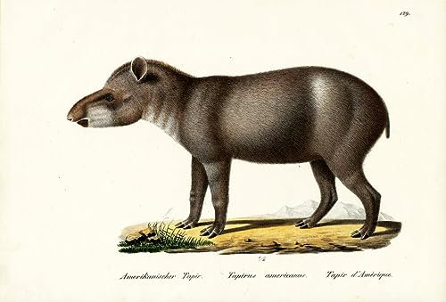 HCOTZHPY Berühmtes Gemälde Leinwand Bilder Kunstdrucke Abstrakt Poster Tapir von Karl Brodtmann Moderne Farbposter für Wohnzimmer 60x90cm