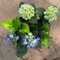 Hortensie 'Curly Wurly®' rosa, Topf-Ø 10 cm, 2er-Set
