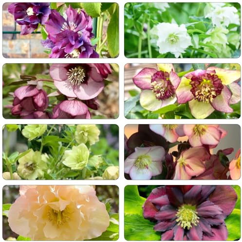 christrose wildblumensamen garten hochbeet gartendeko für draußen kräutersamen schnittblumen indoor kräutergarten zimmerpflanze dekopflanzen balkon garten pflanztöpfe christrosen 200samen