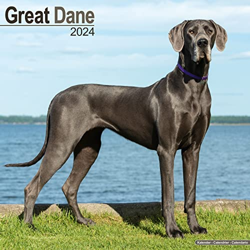 Great Dane - Dänische Dogge 2024 - 16-Monatskalender: Original Avonside-Kalender [Mehrsprachig] [Kalender] (Wall-Kalender)