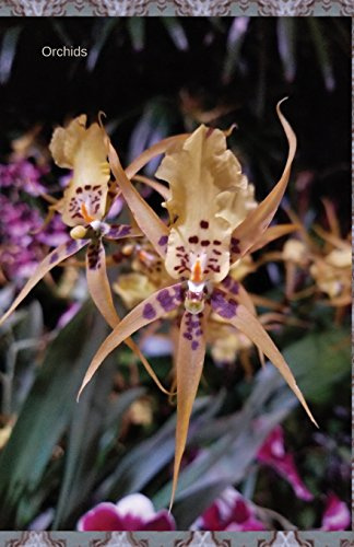 Orchids: Journal/Planner (In The Garden)