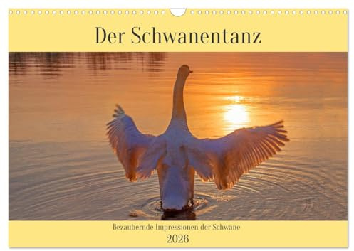 Der Schwanentanz (Wandkalender 2026 DIN A3 quer), CALVENDO Monatskalender: Bezaubernde Impressionen der Schwäne (CALVENDO Tiere)