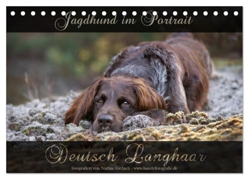 Jagdhund im Portrait - Deutsch Langhaar (Tischkalender 2026 DIN A5 quer), CALVENDO Monatskalender: Wundervolle Portraits vom Deutsch Langhaar Vorstehhund über das Jahr. (CALVENDO Tiere)