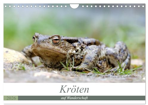 Kröten auf Wanderschaft (Wandkalender 2026 DIN A4 quer), CALVENDO Monatskalender: Kröten unterwegs zu den Laichplätzen (CALVENDO Tiere)