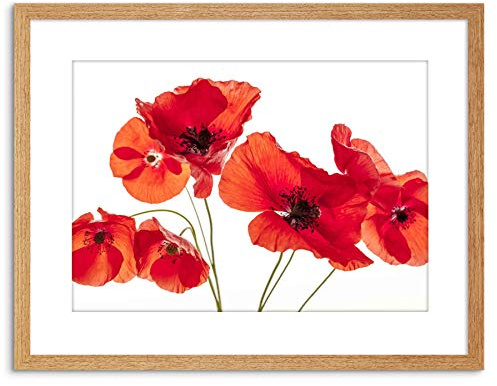 Wee Blue Coo Photo Nature Flower Poppy Heads Red Petals Framed Wall Art Print